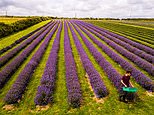 Drone pictures show lavender plants have bloomed weeks early