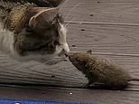 Eeek! Daring mouse goes nose-to-nose with a huge cat but the curious moggy just wants to SNIFF it