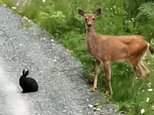 Wild deer and rabbit are seen walking side-by-side in forest 
