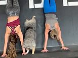 Dynamic dog shows off her gymnastic skills by mimicking owner’s wall stand exercise