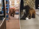 Bear wanders into a California grocery store, grabs a bag of Tostitos