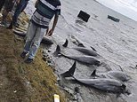 Dead dolphins wash up on coast of Mauritius after Japanese ship spilled thousands of gallons of oil