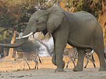 Mystery as 11 elephants found dead in Zimbabwe: Poaching ruled out as animals all retained tusks