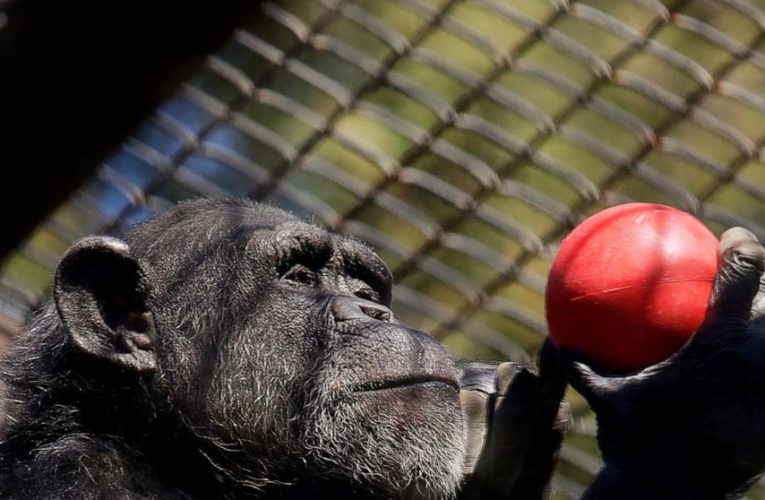 Financially struggling zoos could be latest pandemic victims