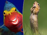 What a laugh! A rude turtle, and a photobombing giraffe feature in the 2020 Wildlife Comedy Awards