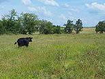 Get a moo-ve on! Hilarious moment calf tries in vain to keep up with its horse pals 