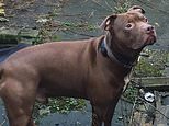 Police marksman kills dog after he bites his owner, 35, to death