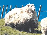 New Zealand shearer discovers enormous ram living in a forestry block near his station 