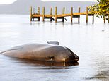 70 whales saved but hundreds of carcasses need to be removed in Australia’s worst mass stranding