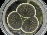 Penicillin: fungus accidentally grown by Fleming in 1928 has its genome sequenced for the first time