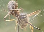 Spider rips head off live wasp trapped in its web at Birmingham home