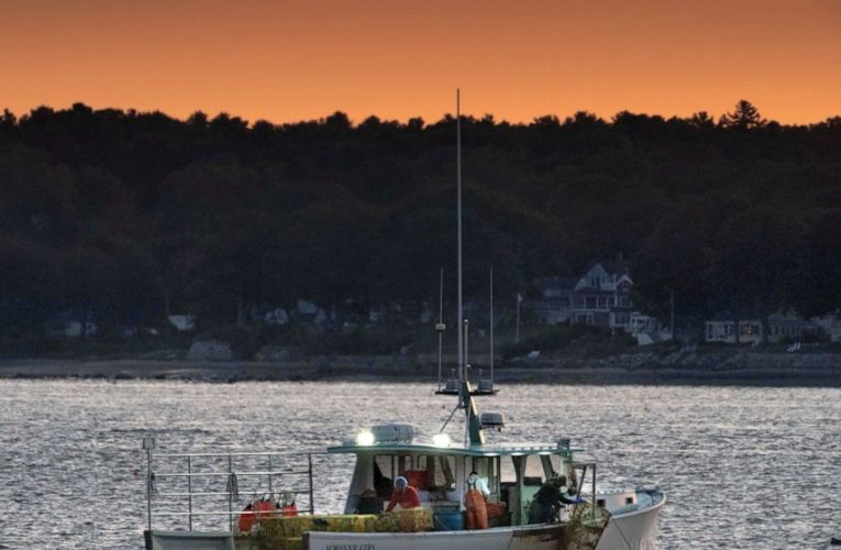 Maine lobster business salvaged its summer despite pandemic