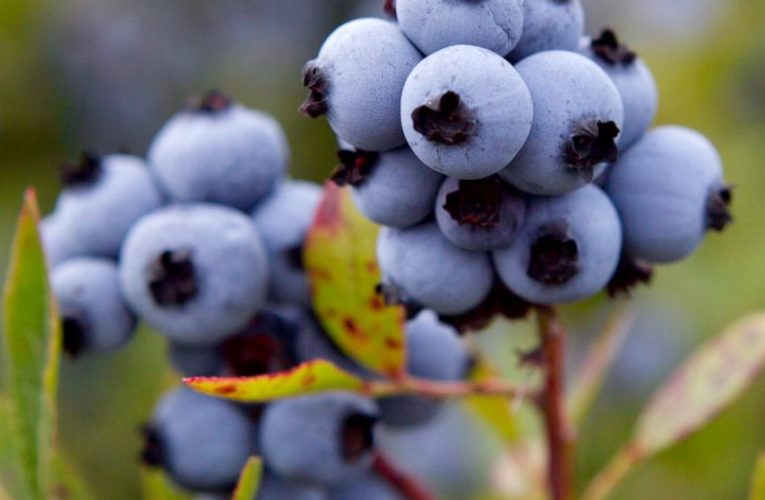 Maine blueberry industry reels from drought, frost, virus