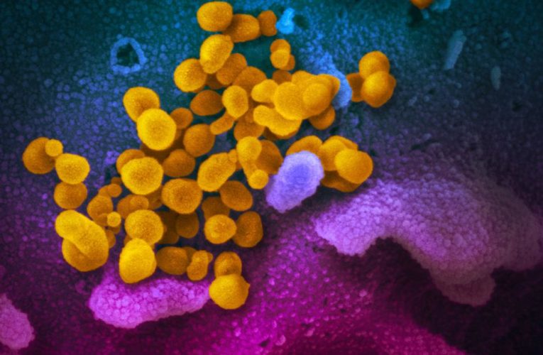 Household spread of is common and quick, CDC study finds