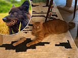 Pet owners reveal the panic-inducing moments that had them doing a double take