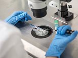 Women rush to freeze their eggs in fertility ‘insurance policies’