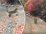 Terrifying moment cougar launches at hiker in Utah after stalking him for SIX MINUTES