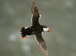 Puffins will be driven to extinction by plan to power UK with offshore wind energy by 2030 says RSPB