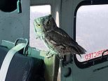 California owl catches lift in a water dropping helicopter as its home burns in the Creek Fire
