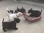 Squeak the Scottie takes bread trolley for a high-speed spin – with help from his terrier mates 