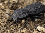 Diabolical ironclad beetle benefits from ultra-resistant exoskeleton