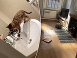 Cheeky cat floods couple’s house after turning on taps and blocking plughole