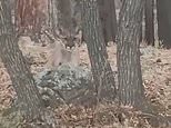 Colorado hunter becomes prey when he’s stalked by a mountain lion