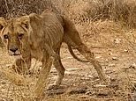 Sickening footage shows emaciated lions and endangered animals left to starve in African zoo