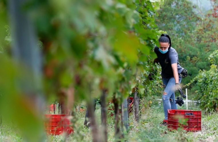 Harvest workers among COVID world’s last regular travelers