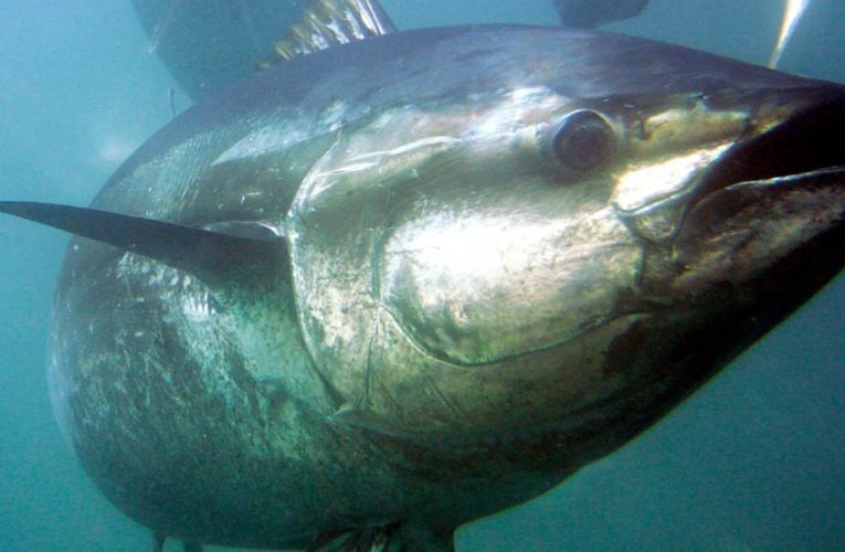 Bluefin tuna in focus as Japan seeks boost to catch limits