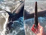 Dead shark washes up on Libyan shore with 11-inch swordfish ‘blade’ in its back