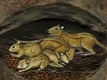 Palaeontology: 75 million-year-old burrow contains fossilised rodents snuggled-up together 