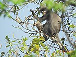 Popa langur: New monkey species is discovered on Myanmar volcano