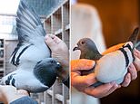 Racing pigeon sells for world record £1.4 million to mystery Chinese buyer at auction in Belgium