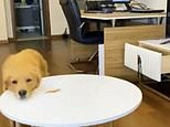 Clever dog! Golden retriever tricks owner into thinking it has not eaten treat 