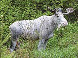 Sacred white ‘spirit moose’ is killed by hunters in Canada to outrage of local indigenous population