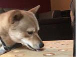 Frustrated pooch goes barking mad when it fails to nab a treat in sausage whack-a-mole game