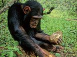Last fertile female in tool-using chimp tribe gives birth to a healthy baby girl 