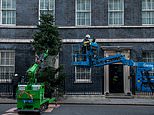 Downing Street puts up traditional Christmas tree outside No10