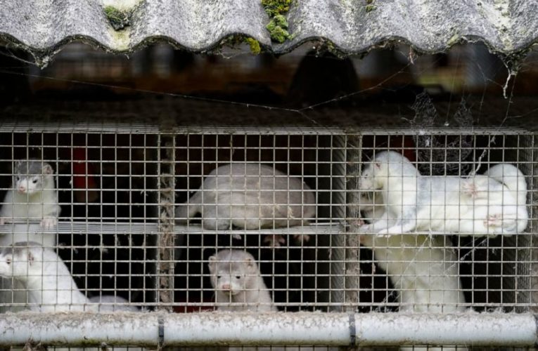 North Denmark in lockdown over mutated virus in mink farms