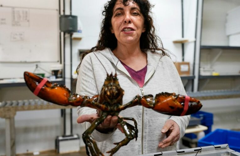 Lobster biz hopes for stability after tumultuous Trump era