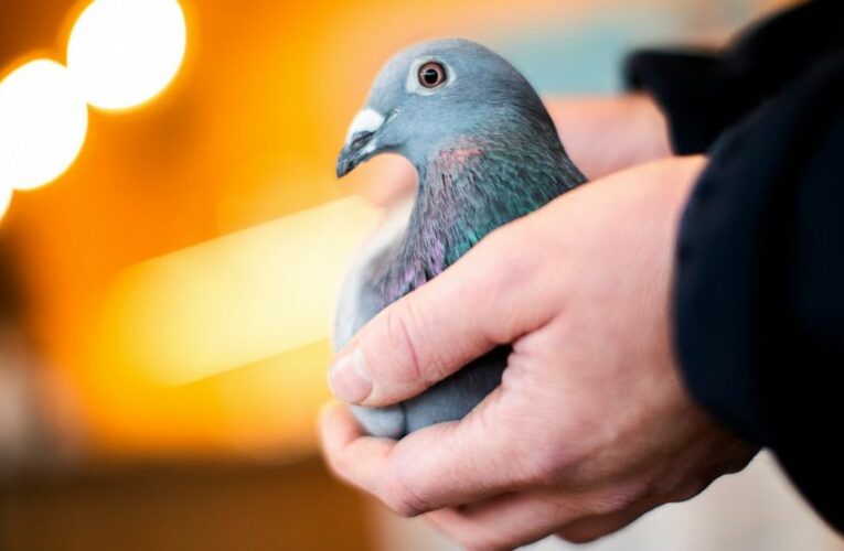Belgian racing pigeon fetches record price of $1.9 million