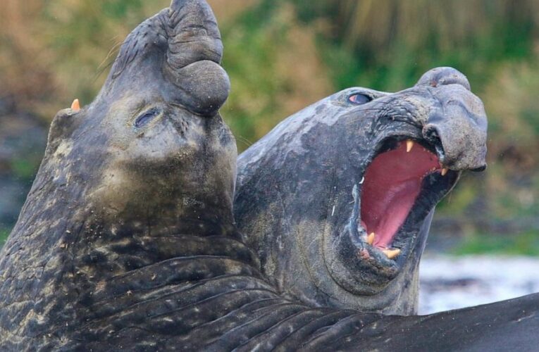 ‘Most remote island’ creates massive marine protection zone