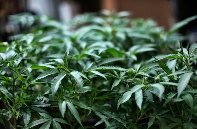 Cannabis stocks surge as US election opens new markets