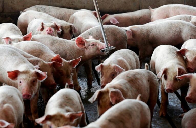 Court upholds nuisance verdicts against hog-production giant
