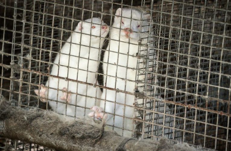 Denmark wants to cull all farmed minks over COVID fears