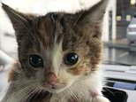 ‘Miracle kitten saved after falling down six-foot pipe on industrial site as rescuers name her Piper