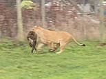 This is the horrifying moment families watch lions maul a monkey to death