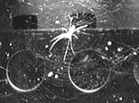 Space: Arachnids in orbit weave webs in microgravity using LIGHT as a reference point 