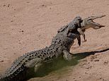It’s a croc eat croc world: Cannibal crocodile eats younger reptile&nbsp;